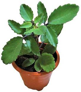 pankaj nursery Bryophyllum Pinnatum/Patharchatta Plant