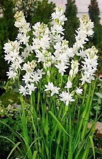 Greenery Nursery Tuberose/Rajnigandha Plant