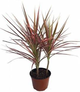 pankaj nursery Dracaena Plant