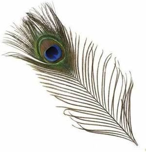 DIARA Pack of 10 Decorative Feathers