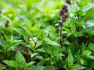 Siam Garden Tulsi Plant