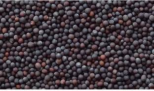 GRAH PRAVESH sarson, mustard Seed