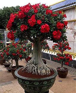 Greenery Nursery Desert plant
