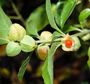 Ayansh Plants Ashwagandha/Indian Ginseng