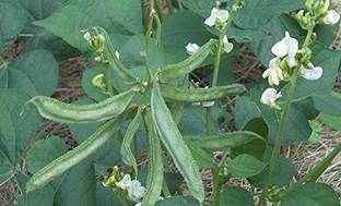 Bahan Traders dolichos seed, Hyacinth Bean Seeds Seed