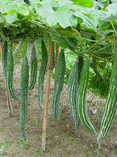 MaliaGarden Chichinge Seed