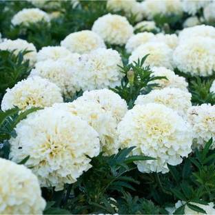FERNSFLY® Marigold White Flower Seeds for Home and Garden seeds Pack for Gardening and planting. Seed