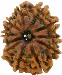 shahinpearlmart 11 Mukhi Rudraksha Eleven face (Natural Brown) Rare Himalayan Collections Nepali with Lab Certificate00 Wood