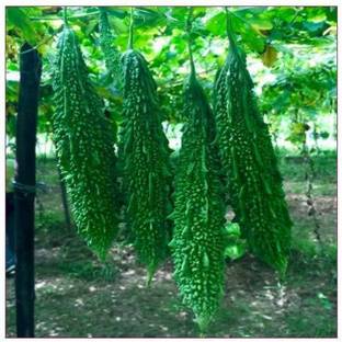 CYBEXIS VVI-72 - Hybrid Chinese Greenish White Long Bitter Gourd - (100 Seeds) Seed