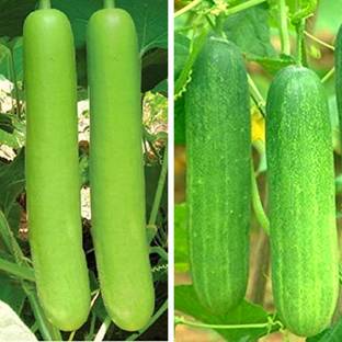 Srida Lauki Bottle Gourd & Kheera Cucumber Seed