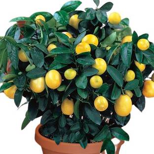 Corofitam Lemon Plant