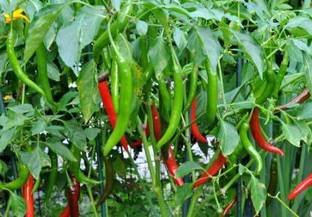 Spicy Chilli seeds, Hari mirch Seed