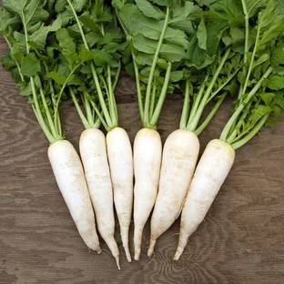 Greenwill Fresh Radish White Long Vegetable Seed