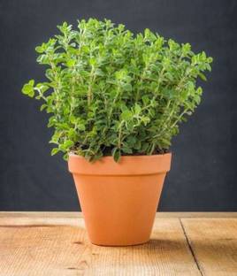 AgroAcres Italian Oregano Herb For Kitchen Garden- 50 Seeds Economy Pack, Organic Non GMO Seed
