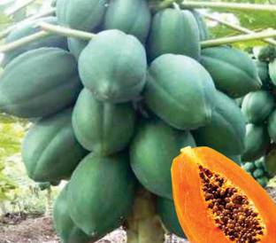 Naaz Papaya Seed