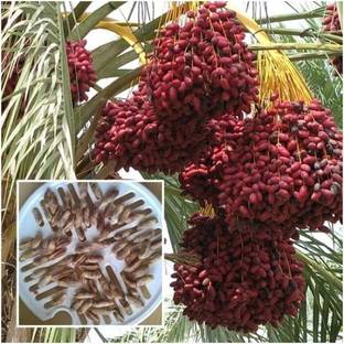 M-Tech Gardens Dactylifera Date Seed