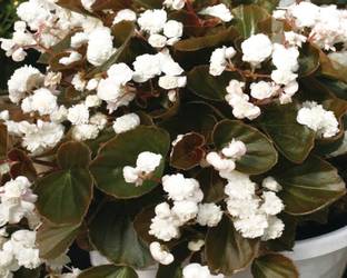 VibeX BEGONIA, FLOWER SEEDS Seed
