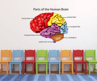 WALLDECORS 76.2 cm PART OF HUMAN BRAIN STICKER Self Adhesive Sticker