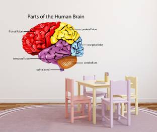 Wollzo 80 cm Parts of human brain Removable Sticker