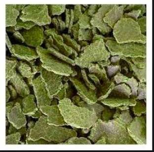 Dayal Udhyog Mustard Cake 1 Kg Pack Fertilizer