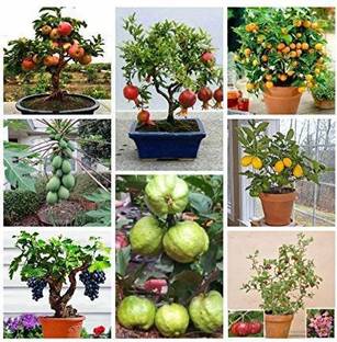 BEE Garden Lemon Guava, Orange, Papaya Seed