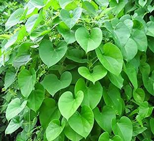 গ্রাহ প্রবেশ গুলঞ্চ গাছ