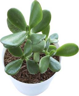 RoyalGardening Crassula Plant