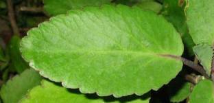 SM PLANT HOUSE Kalanchoe Plant