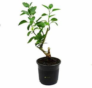 EVY Ashwagandha/Indian Ginseng