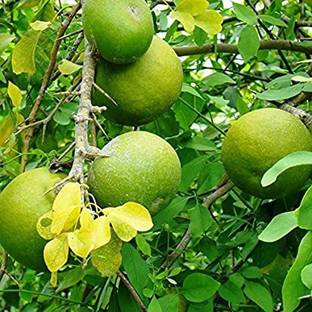 Ayansh Plants Bel Plant
