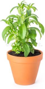 Bahan Traders Tulsi Plant