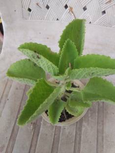 GRAH PRAVESH Ajwine Plant