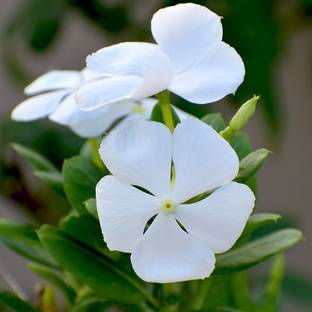 GRAH PRAVESH vinca, sada-bahar, baramaasi, periwinkle Seed