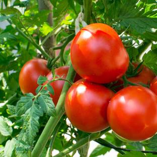 Kofy Tomato Seed