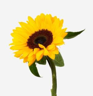 alive hub Sunflower Plant