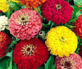 PLANTZON Zinnia-Dahlia Mix Hybrid flower Seed