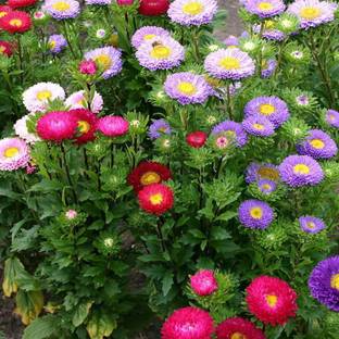 XOLDA Aster Hybrid Flower Seed