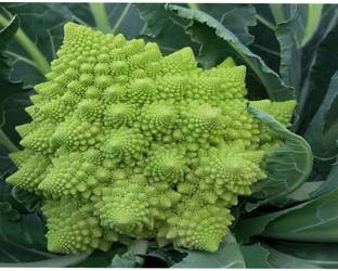 VibeX BROCCOLI Seed