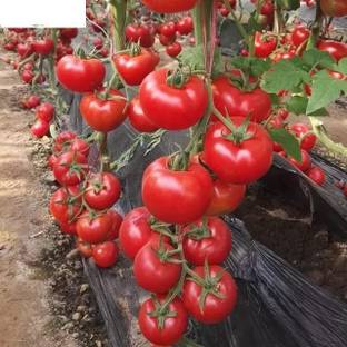 gorgeous moment tomato Seed