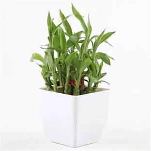 TreeLand Two Layer Bamboo Plant