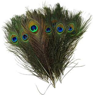 Rameshwars Pack of 10 Decorative Feathers