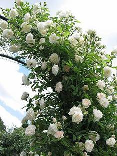 Samarthgreens Rose Plant