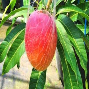 Arlo Mango Plant