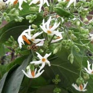 VibeX PAVIZHAMALLI, JASMINE, HARSHRINGAR, PARIJAAT Seed