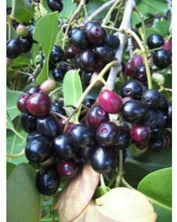 VibeX Jamun Seed