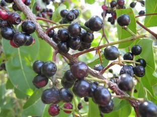 VibeX Jamun Seed