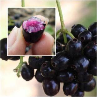 Biosnyg High Yield Hybrid Rare Tropical Fruit Seed 20 Seeds Seed