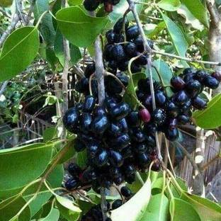 VibeX syzygium cumini Seed