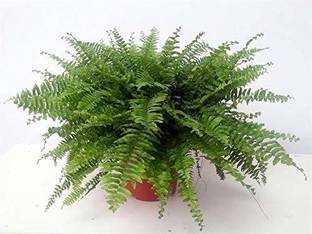 EZtect Fern Plant