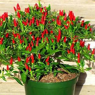 Qualtivate ™ Bird Chilli -Red Seeds Semi-Shrubby Seed